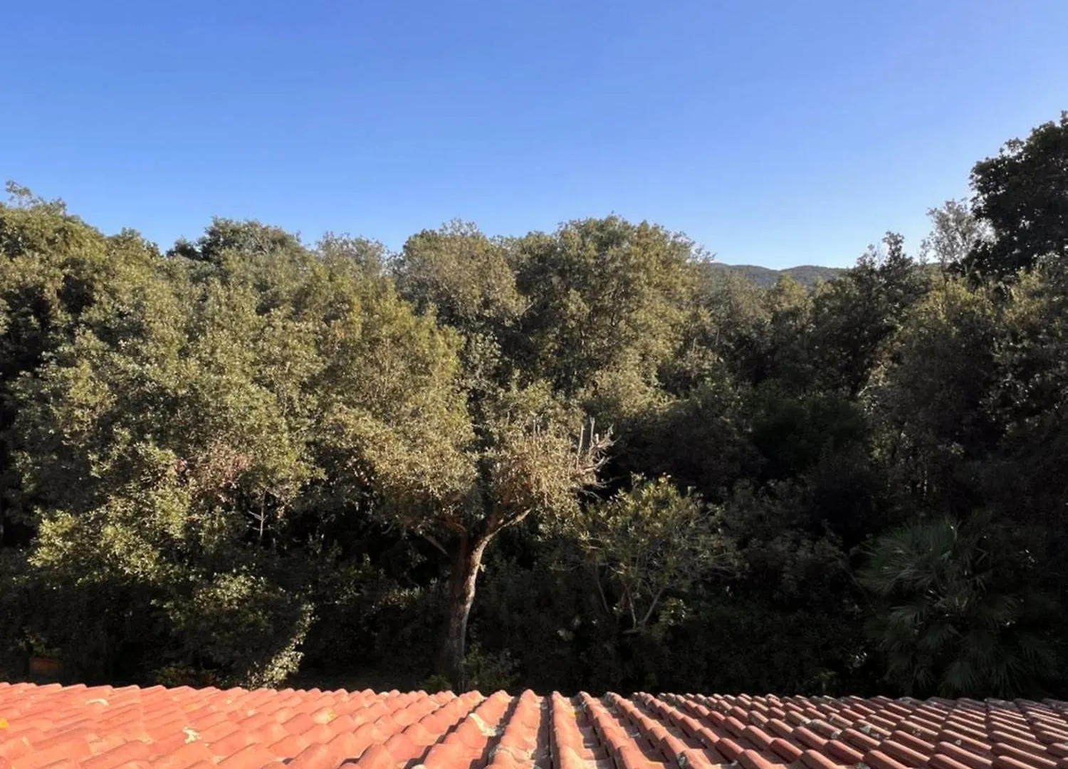 Le Mimose Apartment Punta Ala